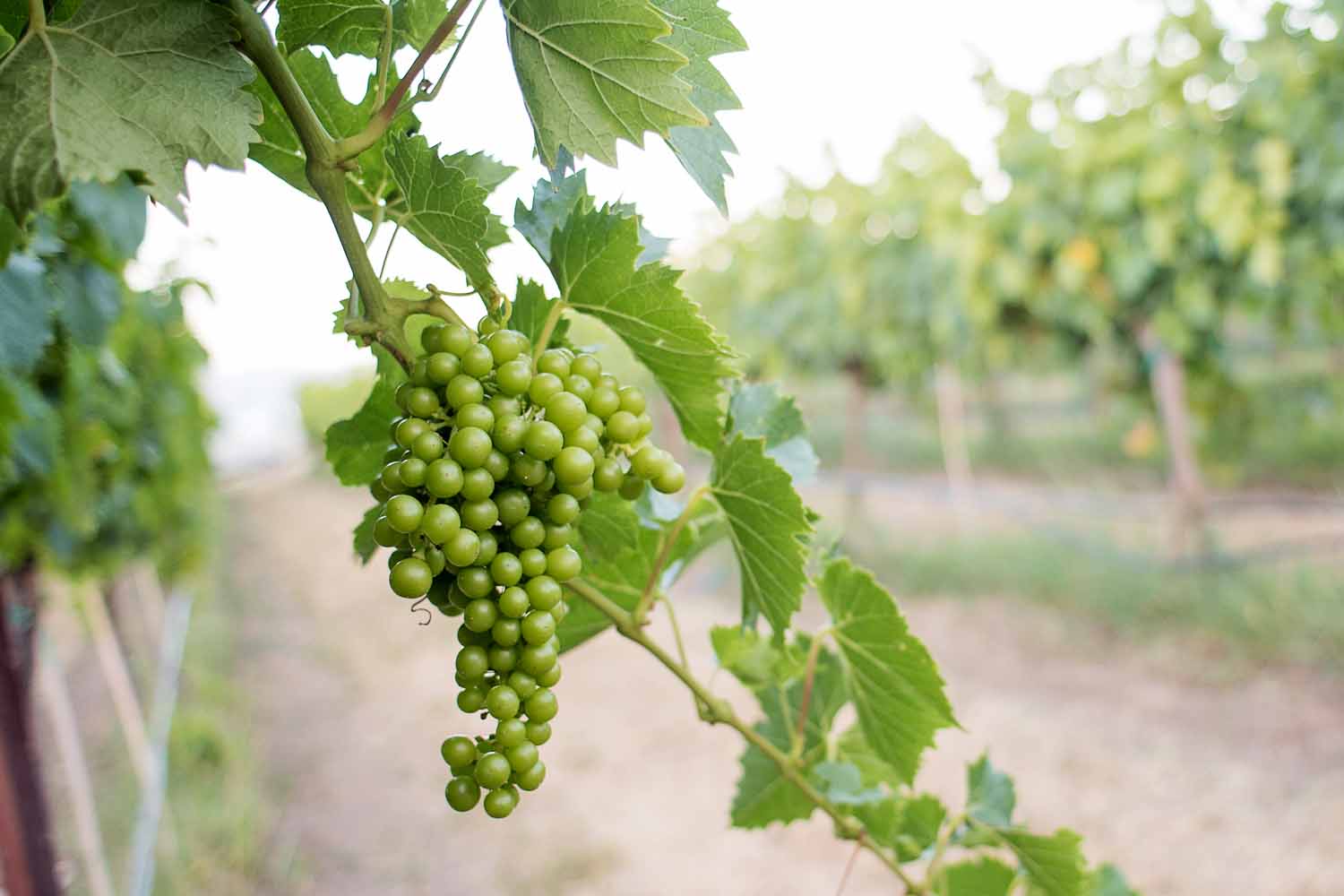 Washington grapes